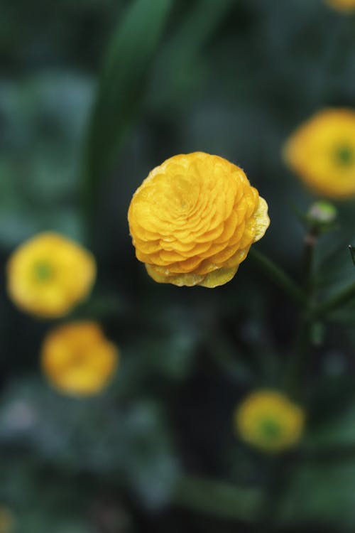 Yellow Persian Buttercup Flower in Bloom