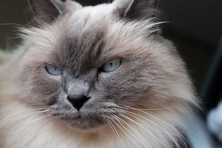 White And Black Cat With Blue Eyes