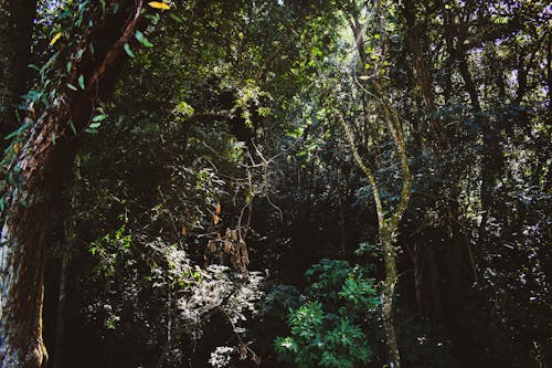 Green Trees in the Forest