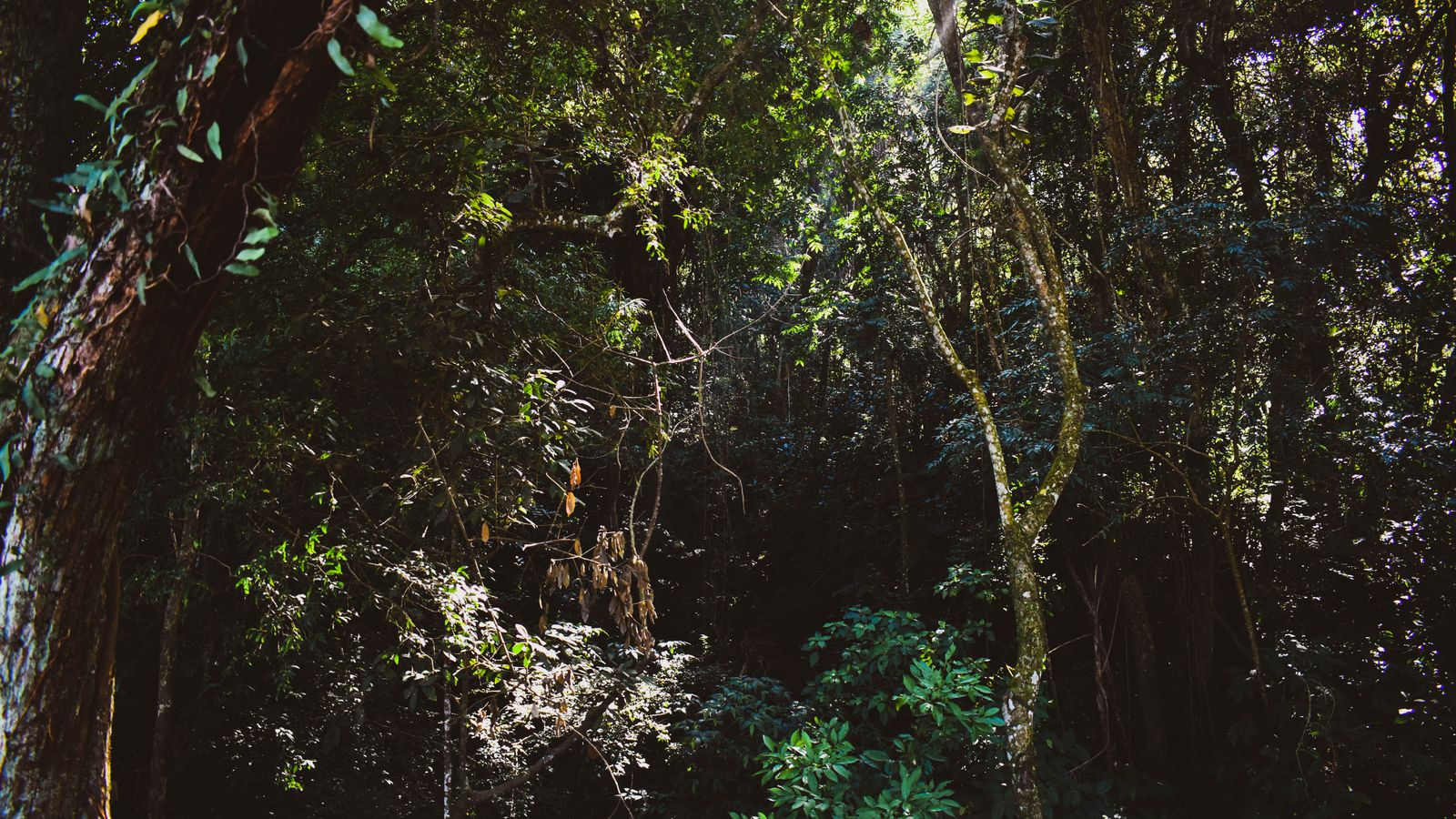 Green trees in the forest, Sao Tome and Principe