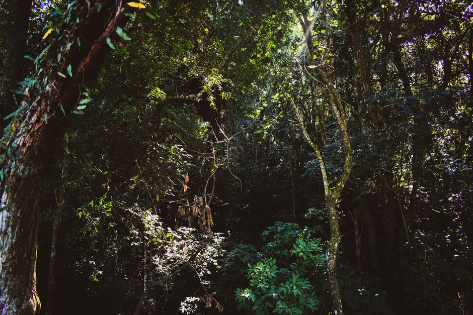 Best 4 Days Amazon Jungle Adventure Tour Review: Your Complete Guide to Brazil's Ultimate Wilderness Experience Review 2026 - Lush and dense forest scene in São Paulo, capturing the rich greenery and sunlight filtering through trees.