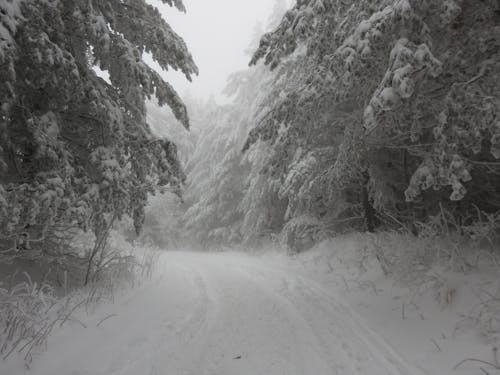 Kostnadsfri bild av bergssnö, skog, snö