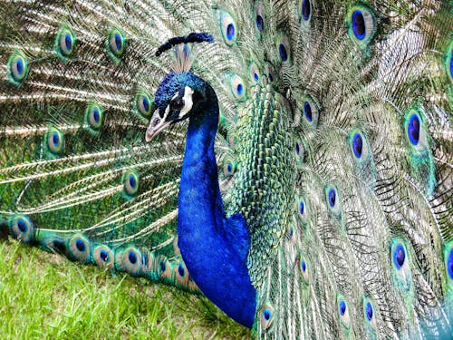 Free Beautiful Blue and Green Peacock Stock Photo
