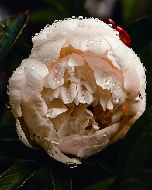 White Peony Flower with Water Droplets