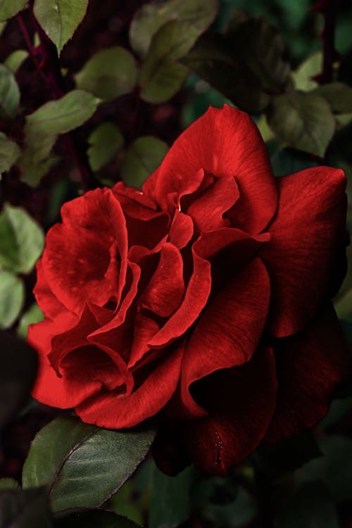 Beautiful Red Rose in Bloom