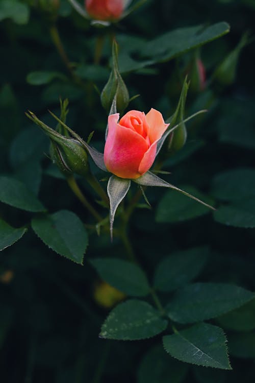 シーズン, ピンクのバラ, フラワーズの無料の写真素材