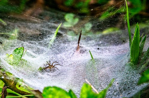 Brown Spider on Web in Close Up Photography