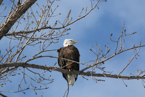 Foto d'estoc gratuïta de a l'aire lliure, àguila calba, arbre nu