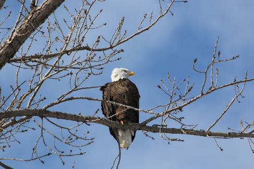 Imagine de stoc gratuită din arbore gol, aviar, birdwatching