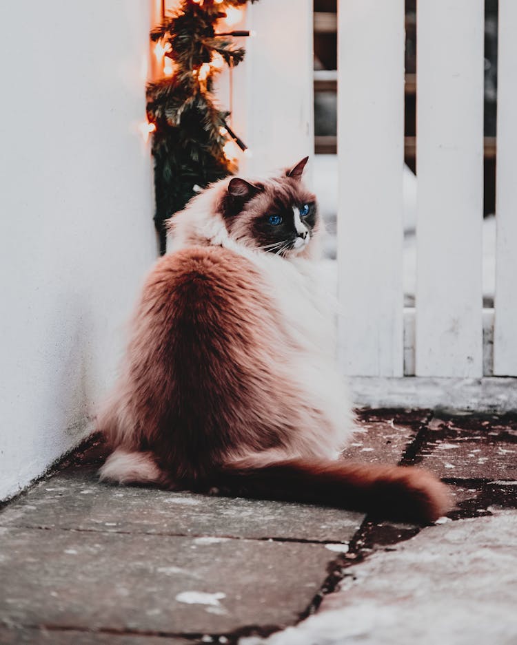 Curious Hairy Purebred Cat Resting On Porch On Winter Day