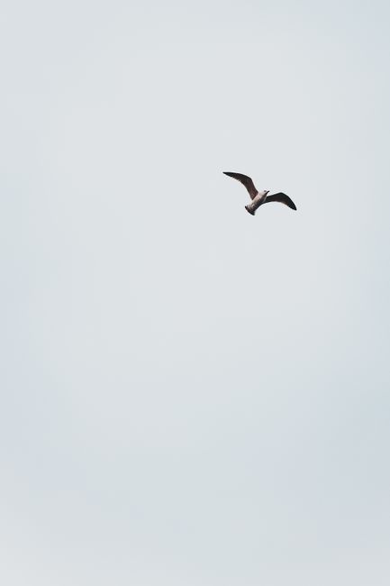 From below of adult white seagull spreading dark wings while flying against sky
