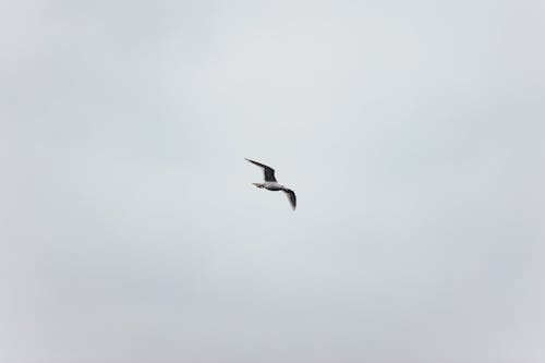 From below side view of small white bird spreading dark wings and looking ahead while flying in sky