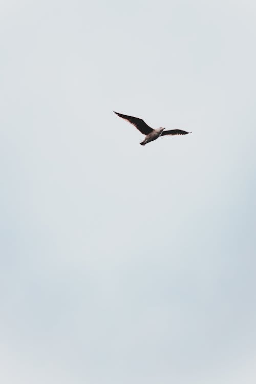 Seabird against grey cloudless sky