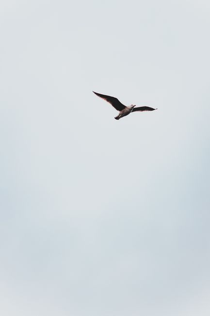 From below of white seagull spreading wings and flying in grey cloudless sky on white background