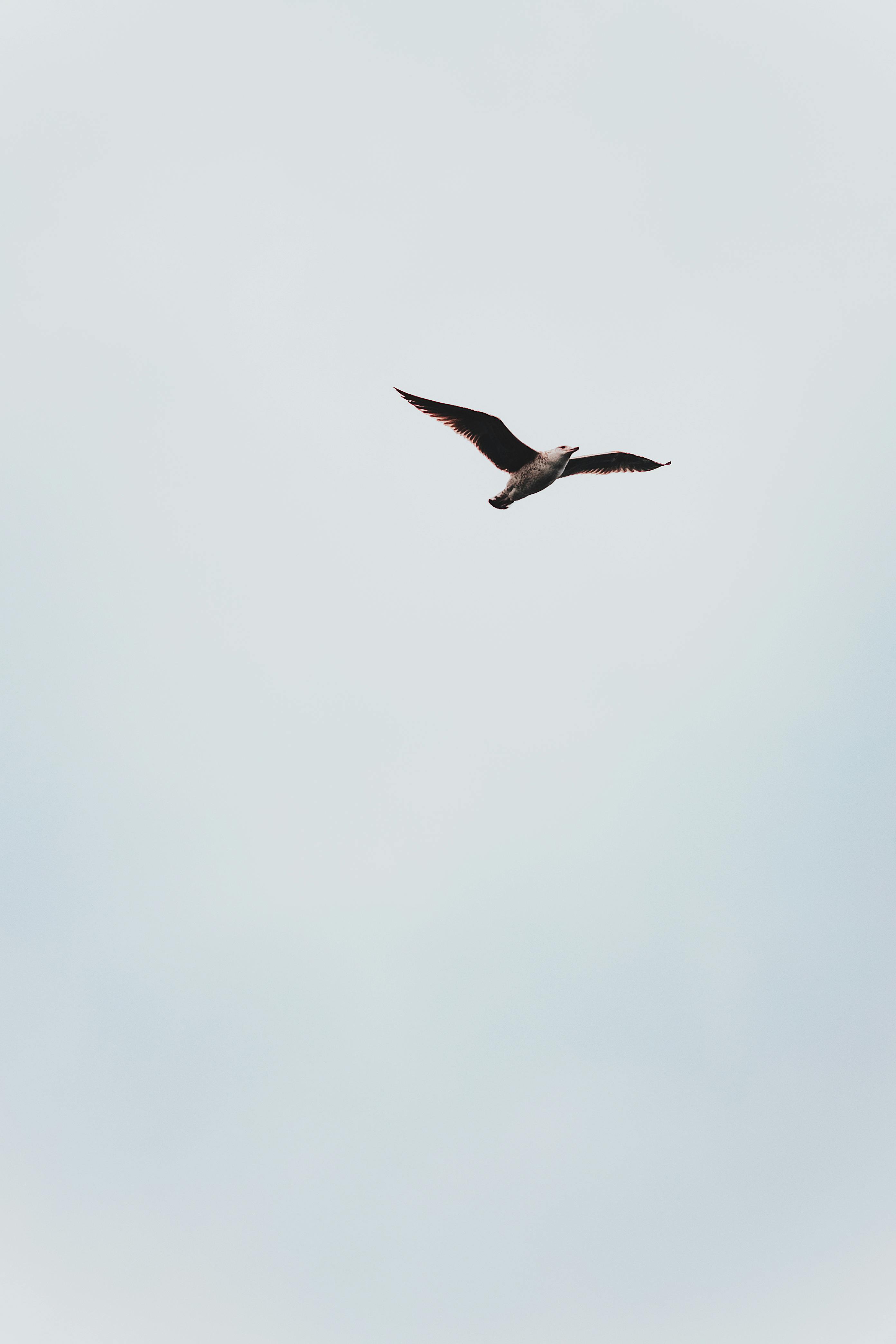 Hawk flying in clear sky in sunlight · Free Stock Photo