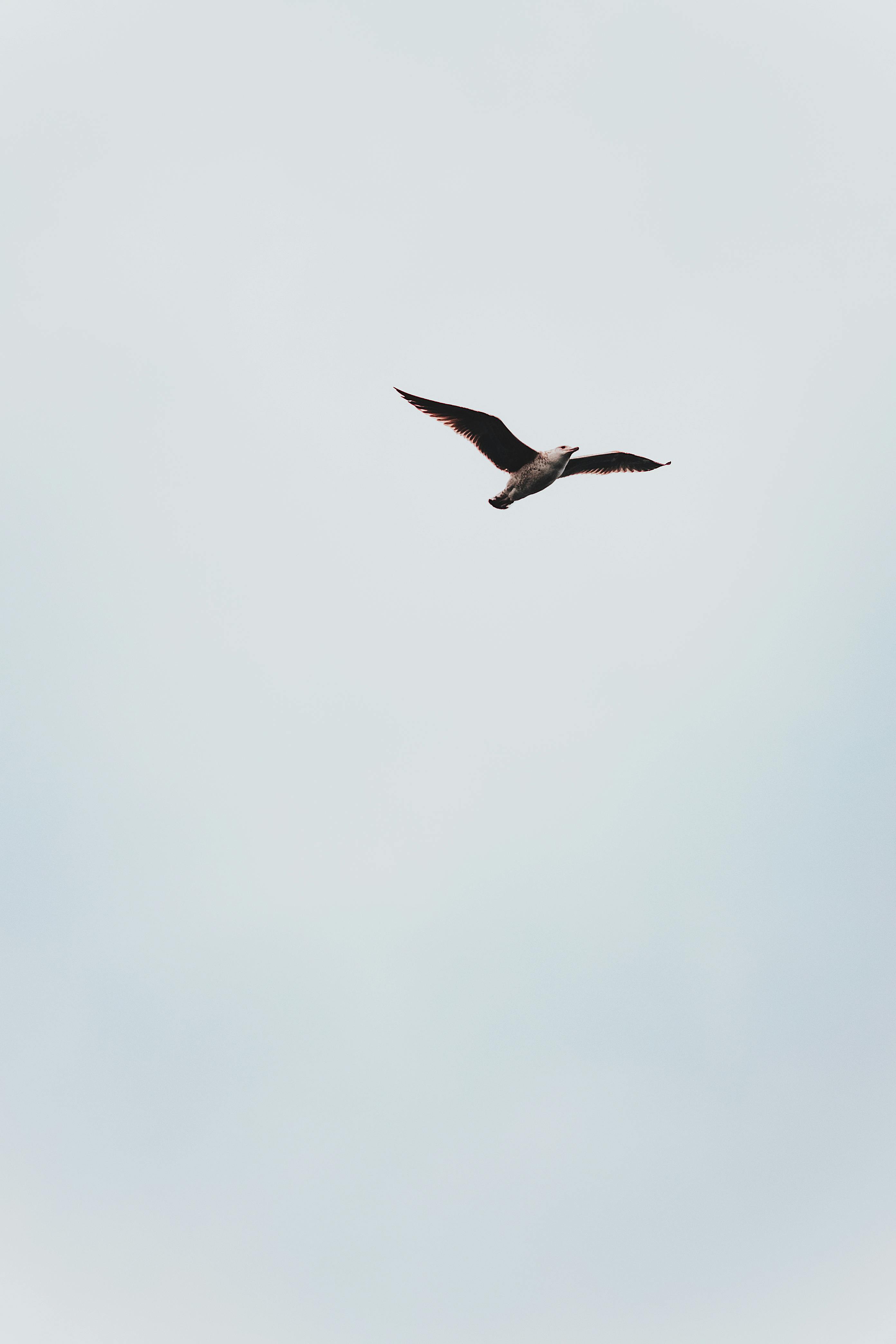 Hawk flying in clear sky in sunlight · Free Stock Photo Hawk flying in clear sky in sunlight · Free Stock Photo
