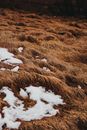 Thawed patches on dry grass