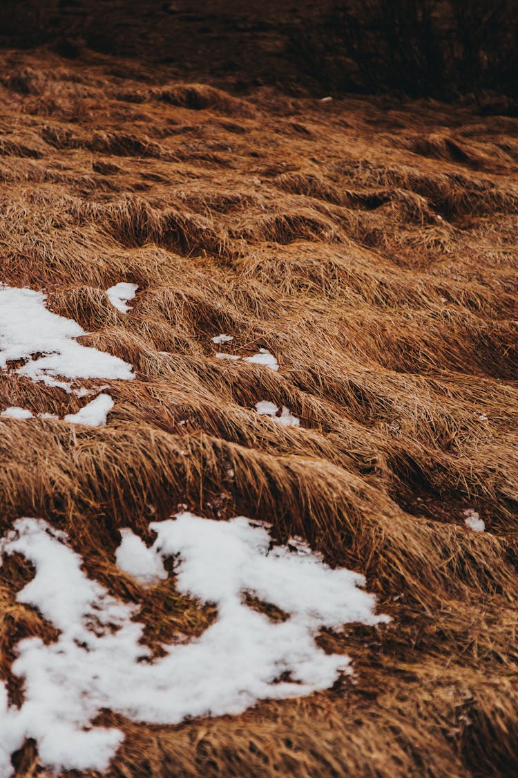 Thawed Patches On Dry Grass