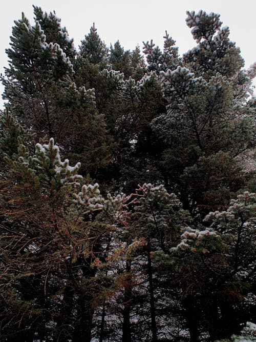 Green spruces covered with hoarfrost