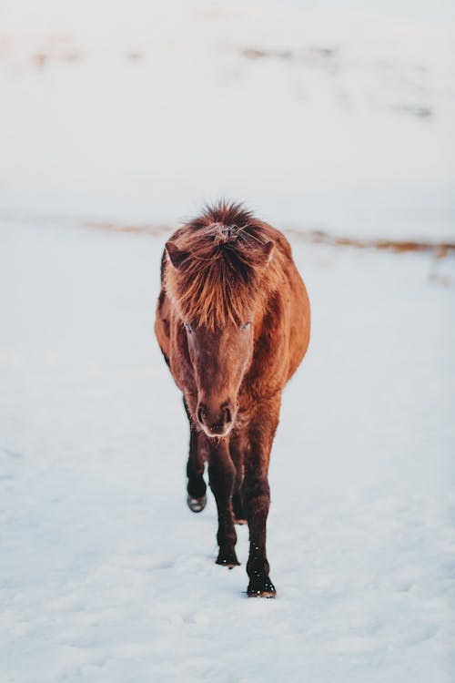 Chestnut horse on snowy pasture