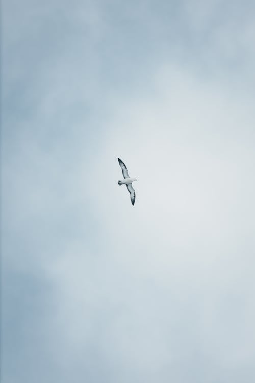 From below of single sea bird soaring under gray cold clouds in sky