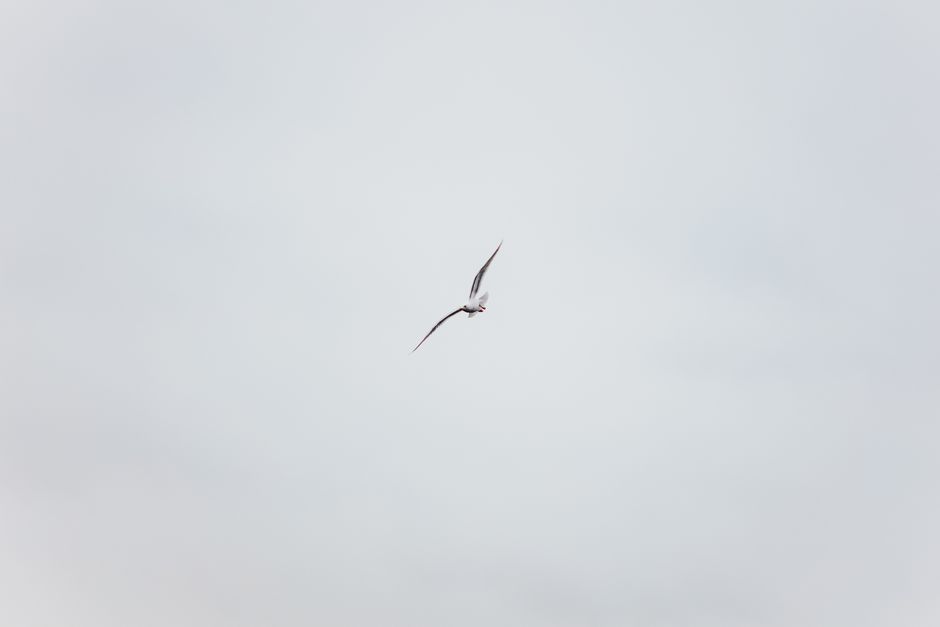 From below black and white of carnivorous bird with spread wings soaring in sky