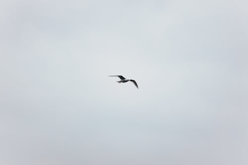 Low angle black and white of seagull with spread pointed wings flying in sky
