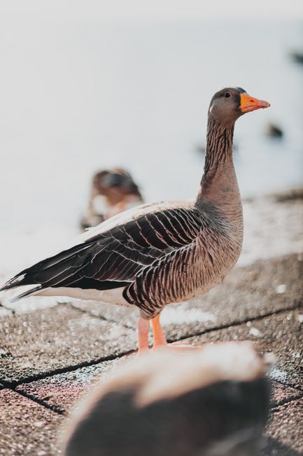 Calm goose with bright pointed beak and gray plumage standing on tiled pavement in sunlight