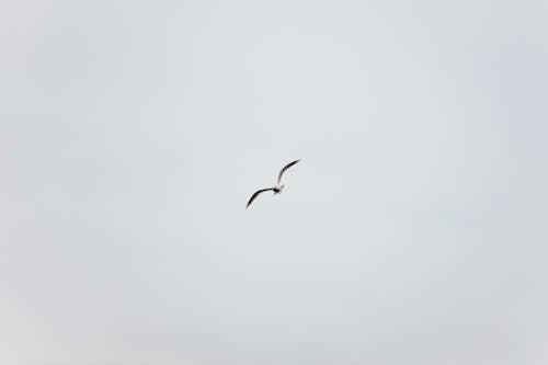 Free Seagull with spread wings flying in white sky Stock Photo
