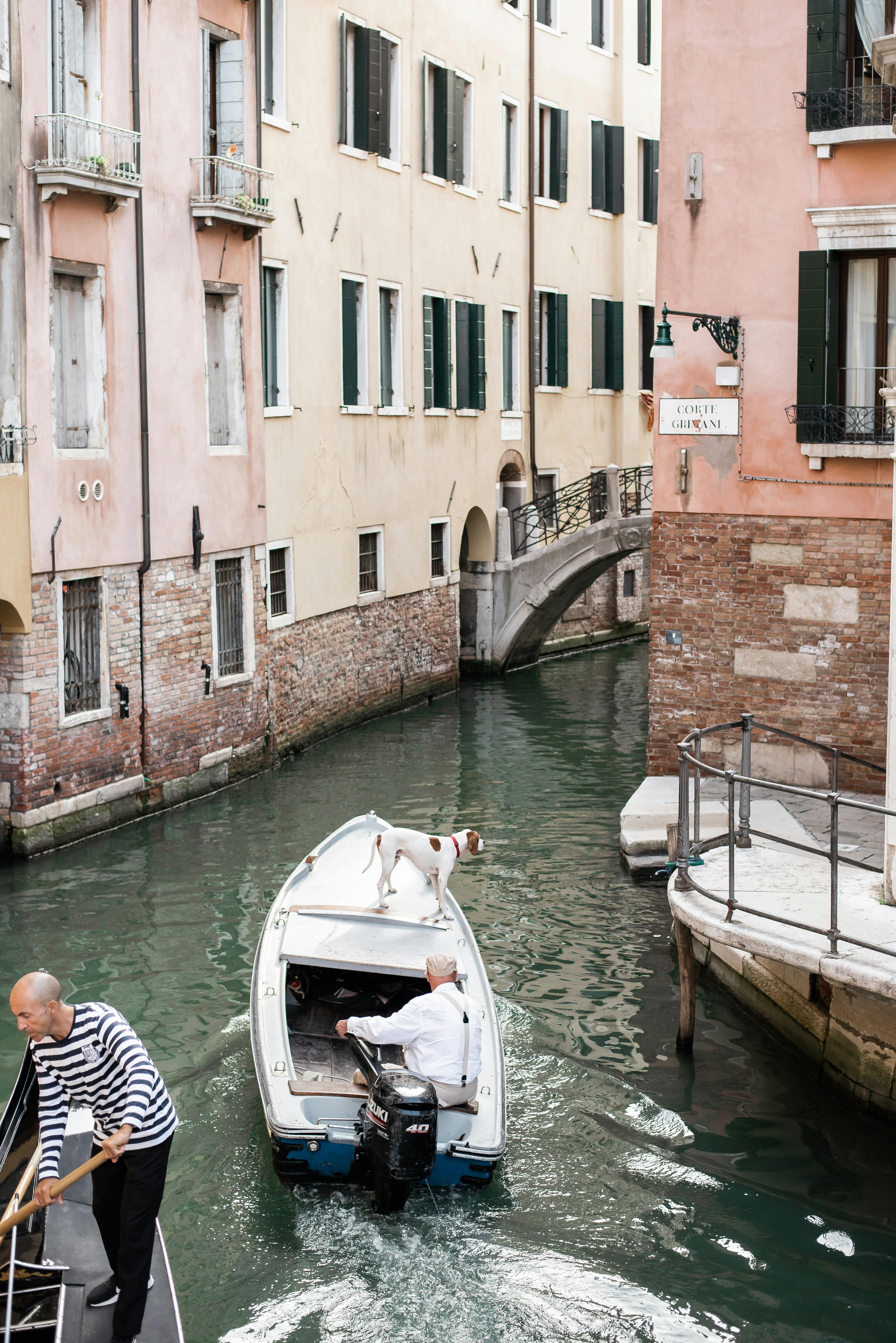 Full body faceless gondoliers floating with cute dog along old narrow Venice buildings during summer day
