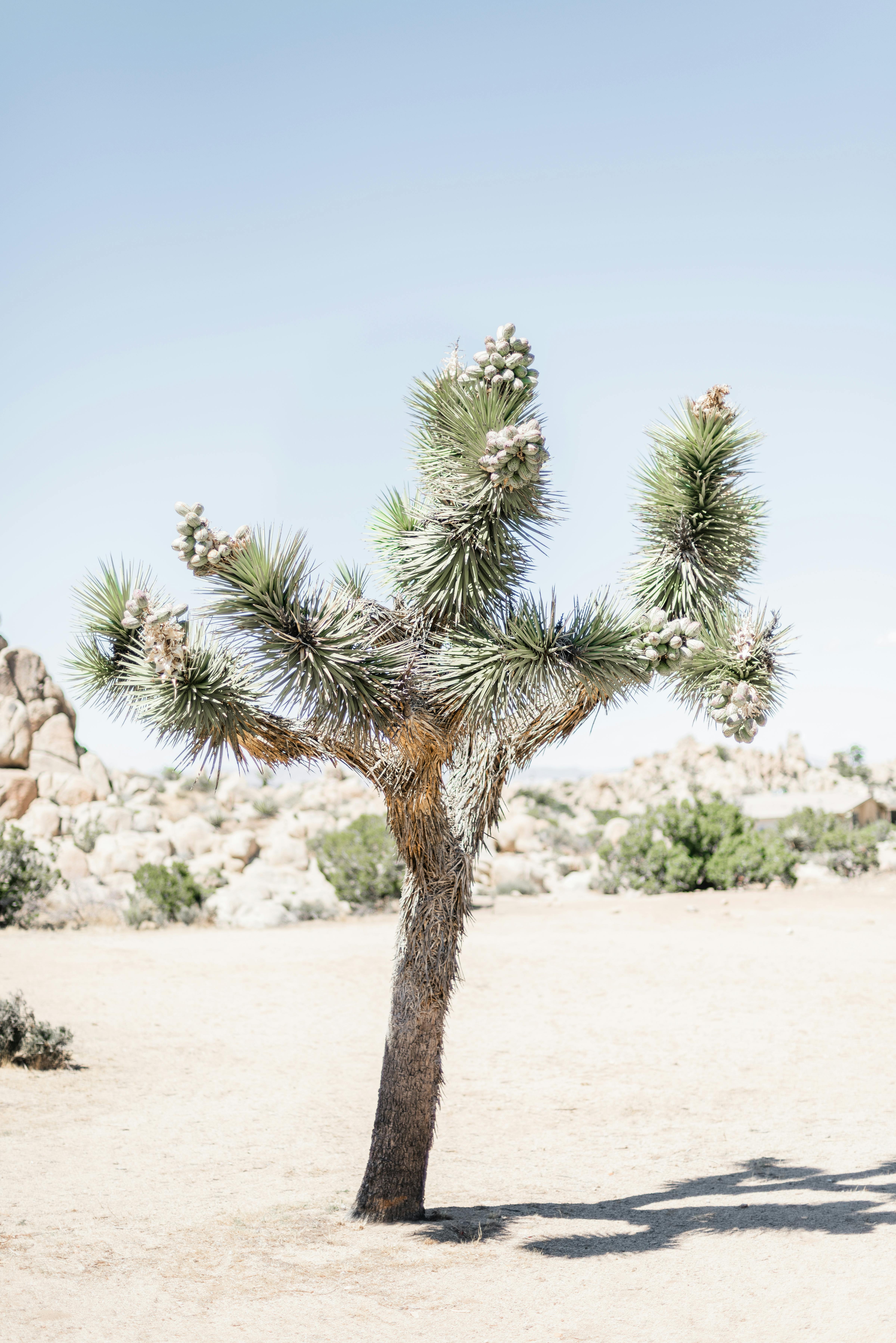Tree growing on dry sandy area · Free Stock Photo