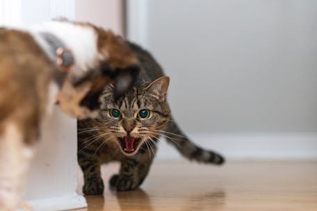 A tabby cat hisses at a dog in an indoor hallway, showcasing tension.