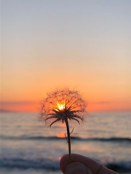 A dandelion held against a stunning sunset over the sea in Greece.