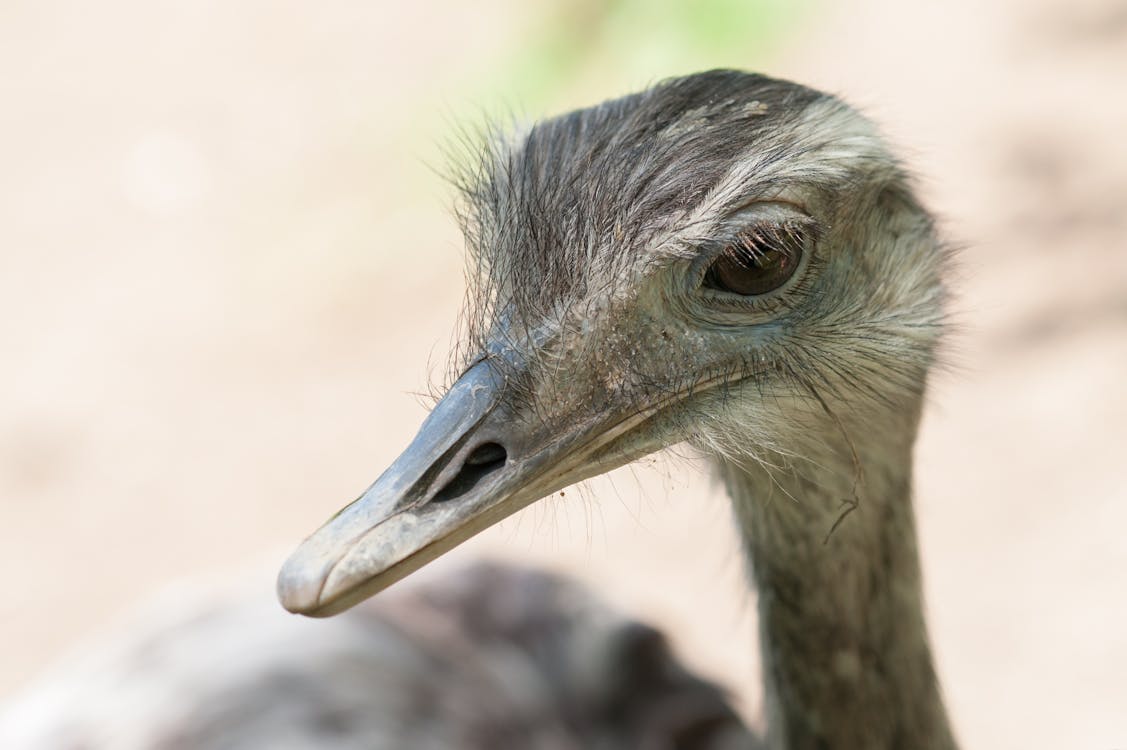 бесплатная Фотографии дикой природы бурого страуса Стоковое фото