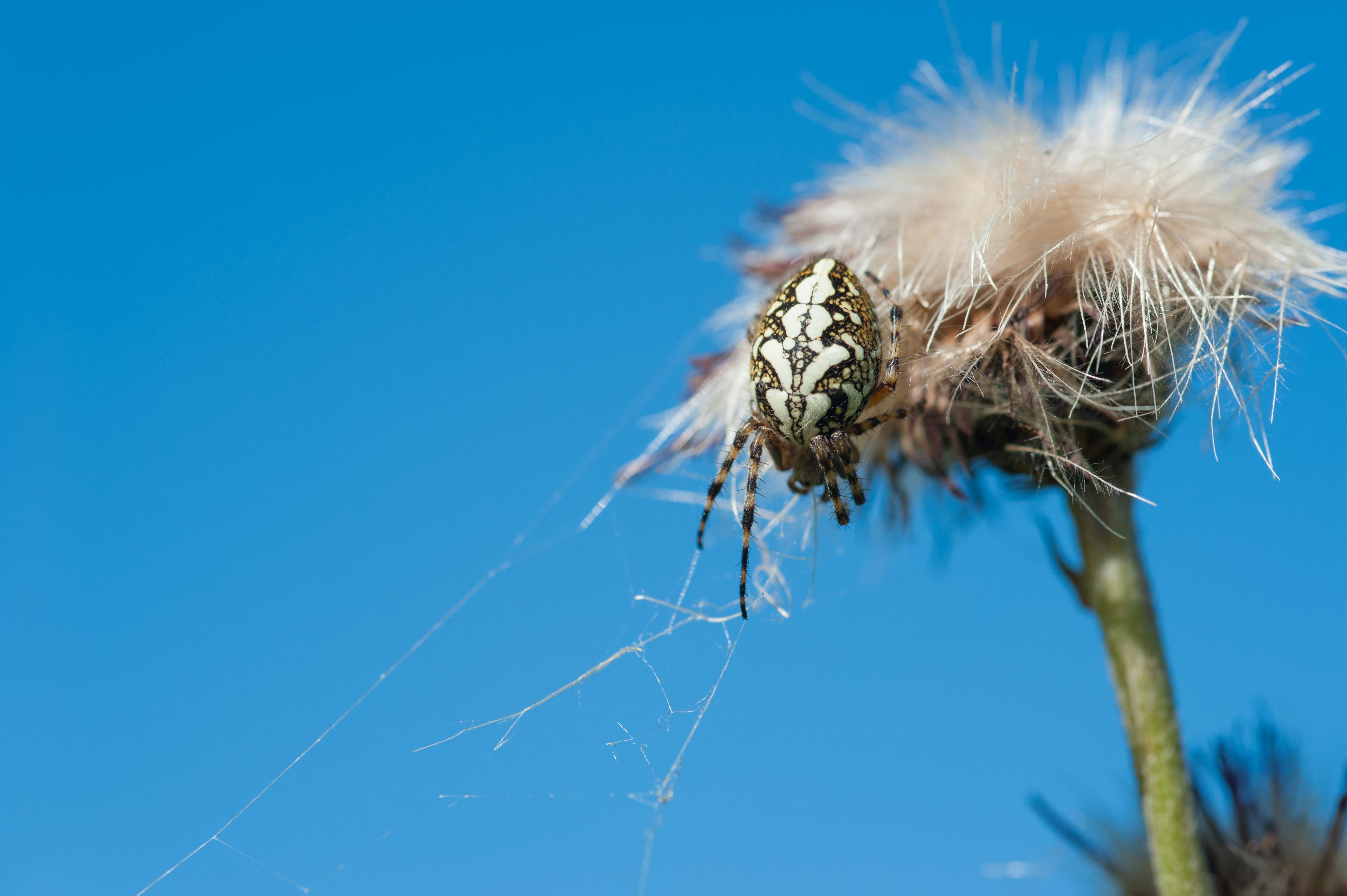 Macro Photo Of White And Brown Barn Spider On White Dandelion