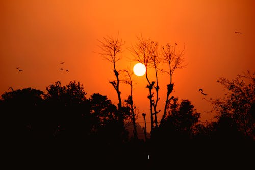 Základová fotografie zdarma na téma příroda, slunce, stromy