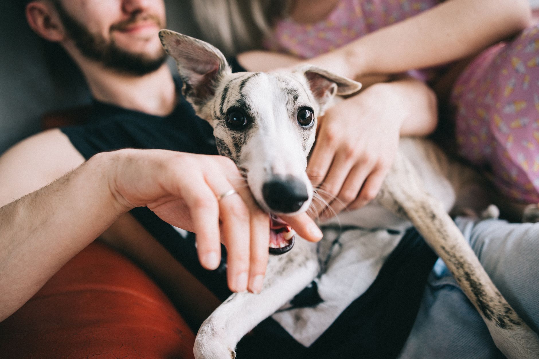 A joyful whippet playing with its owner indoors, showcasing a moment of affection and fun.