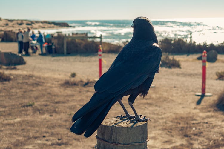 American Crow Perching On Brown Wooden Post