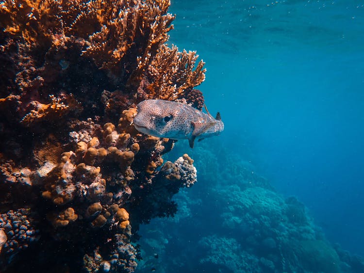 Fish Swimming Near Bright Corals Under Water