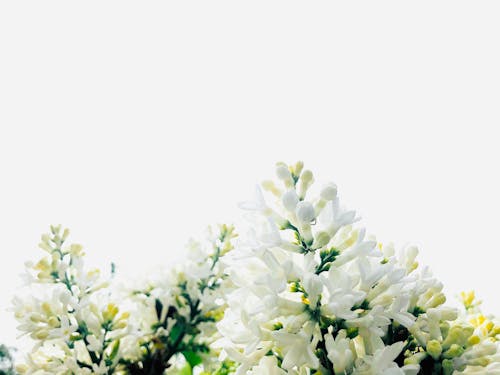 White Flowers in Close Up Shot