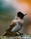 Brown and Black Bird on Green Stem