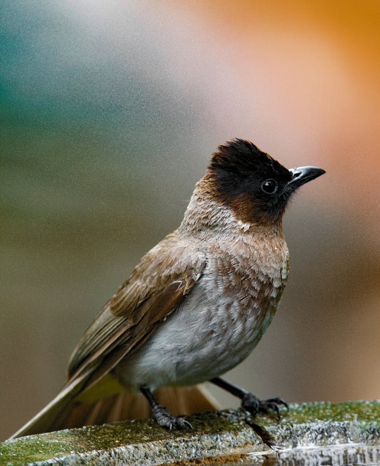 Jay In Close Up