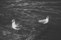 White and Black Bird on Rock
