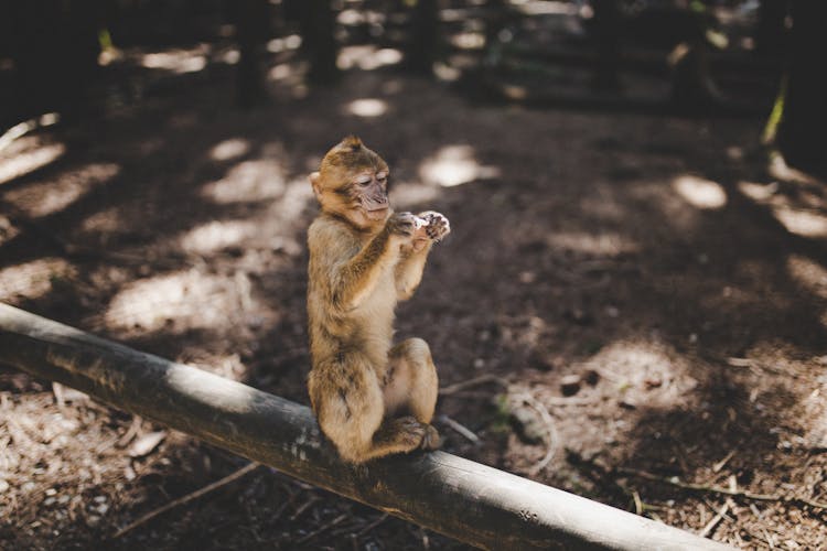 A Monkey Sitting On A Log While Holding A Key