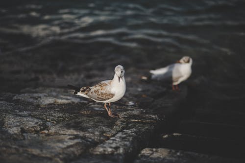 Fotobanka s bezplatnými fotkami na tému breh, čajky čiernohlavé, fotografovanie vtákov