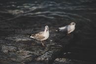 White and Brown Bird on Black Rock Near Body of Water
