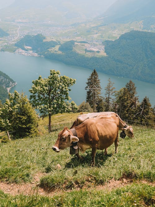 Δωρεάν στοκ φωτογραφιών με αγελάδες, αγροτικός, ζωικά