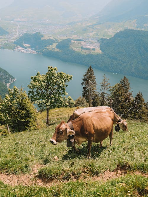 Foto profissional grátis de animal, árvores verdes, campo de grama