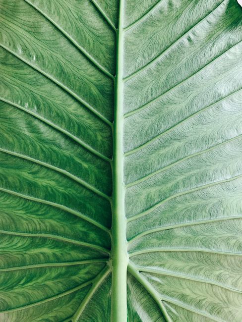 Extreme close-up shot of a green leaf showing its detailed vein structure and texture.