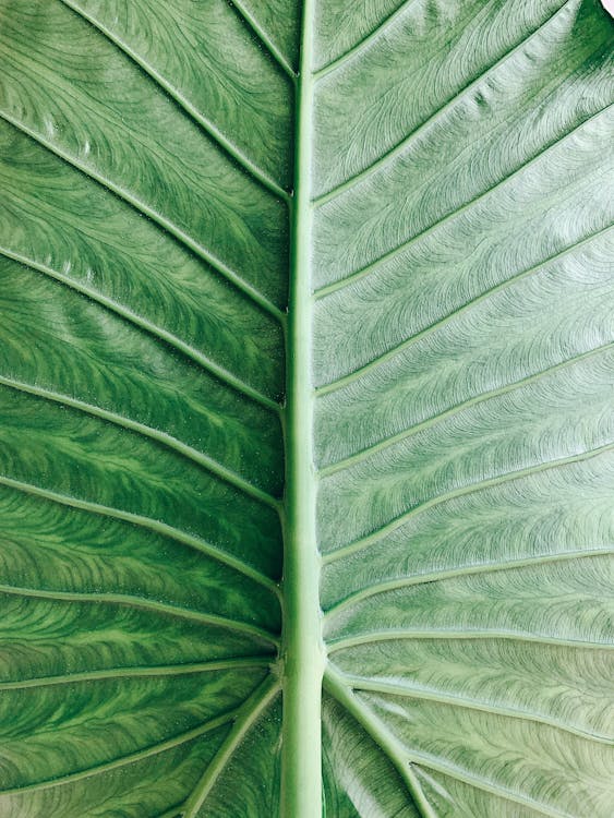 Extreme Close Up Photo of Green Leaf